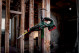 Купити Акумуляторна шабельна пила Metabo SSEP 18 LT BL (601617840). Офіційний магазин Metabo, фірмова гарантія з доставкою по Украіні